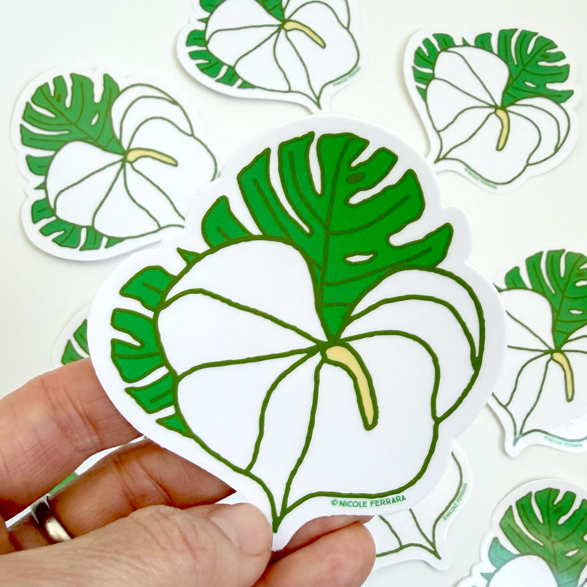 Anthurium Monstera - Sticker